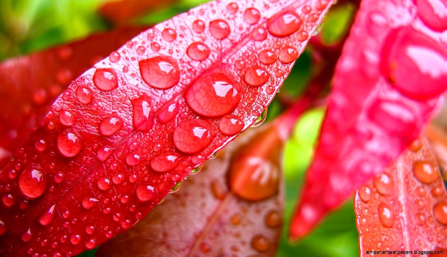 50 Beautiful Rain Wallpapers for your desktop Part 2 50 Beautiful Rain Wallpapers for your desktop Part 2