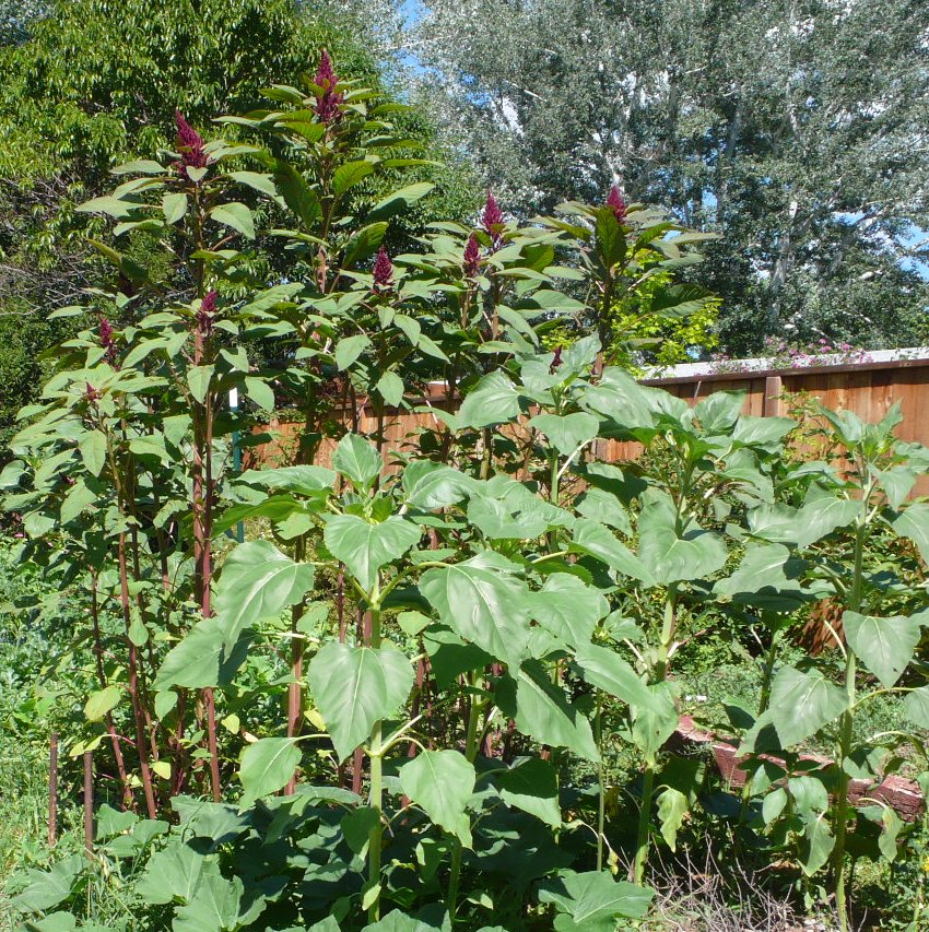 amaranth early harvest yields seed heads