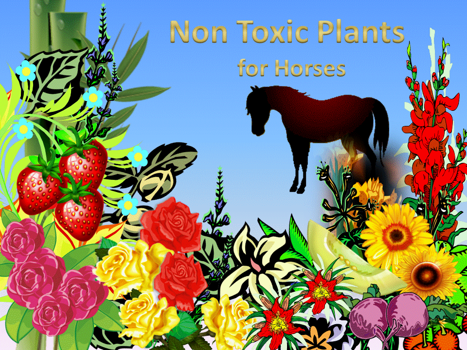 A GREEN HORSE is a NATURAL, ECONOMICAL and ECOFRIENDLY WAY to a