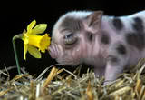 a little piglet