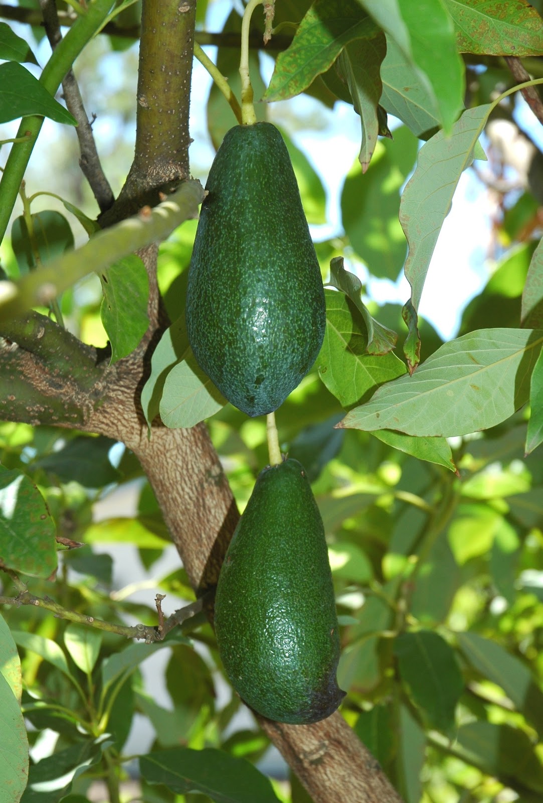 a snip of goodness DIY avocados