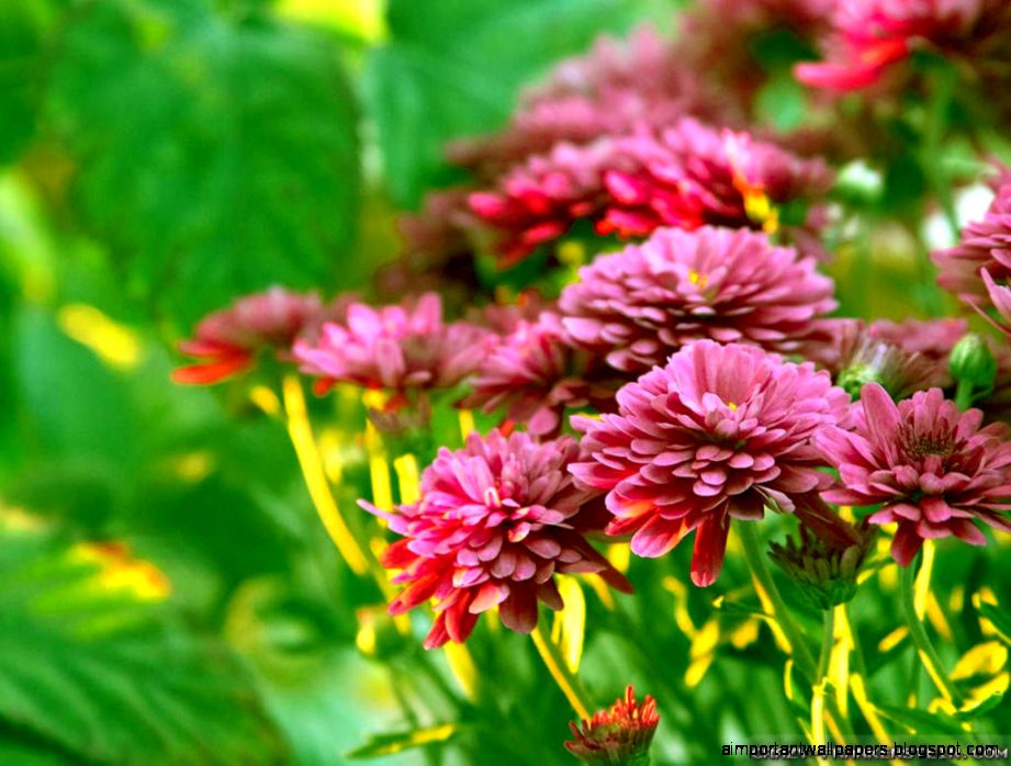 Autumn Flowers wallpapers 2 Seasonal Crazy Frankenstein Autumn Flowers wallpapers 2 Seasonal Crazy Frankenstein