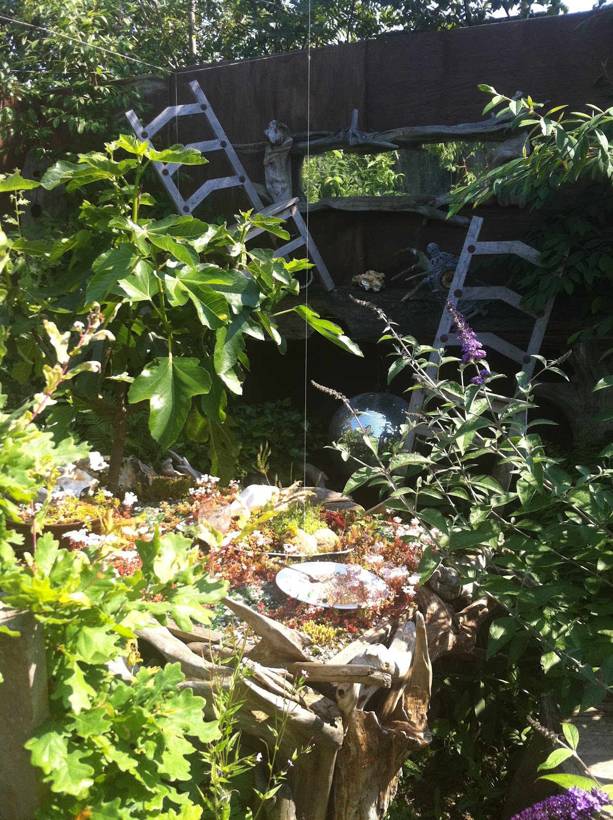 Culture Baby Wings and Fins