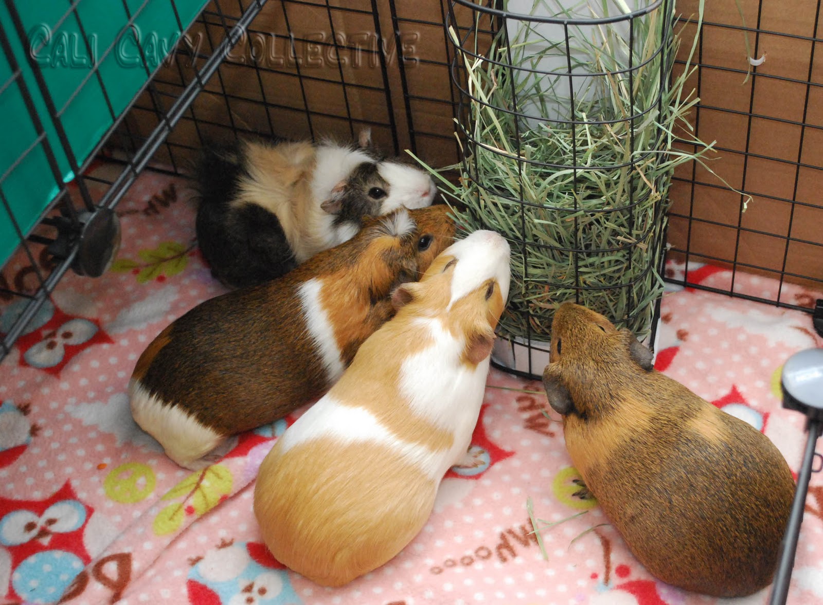 Cali Cavy Collective: a blog about all things guinea pig: Our C&C