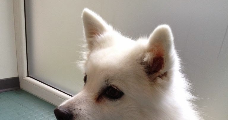 Wuffblog Ist der Hund gesund&hellip;