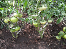 грядка безрассадных помидоров