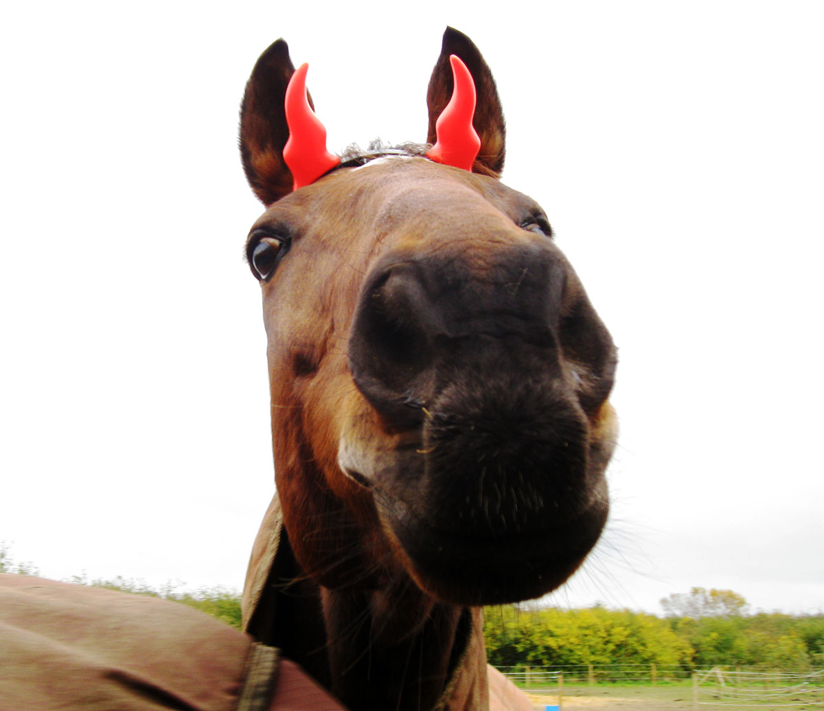 My Equestrian World Happy Halloween