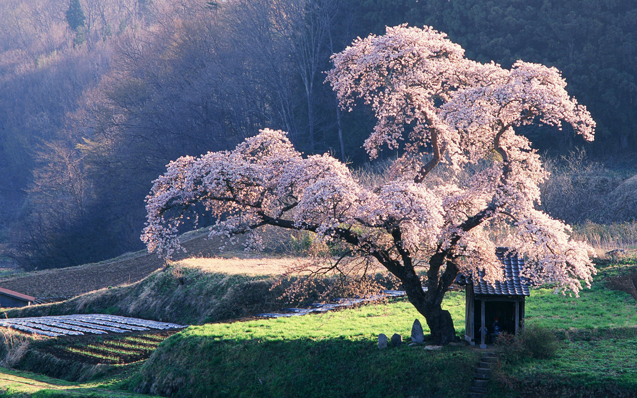 japan+nature+wallpaper+1.jpg