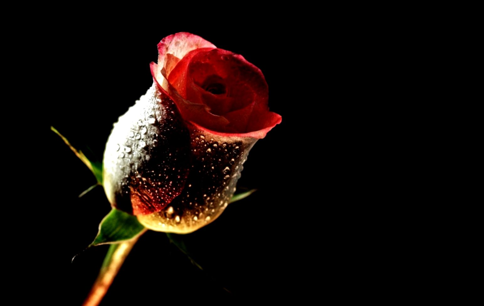 Black Rose HD Wallpapers Black Rose HD Wallpapers