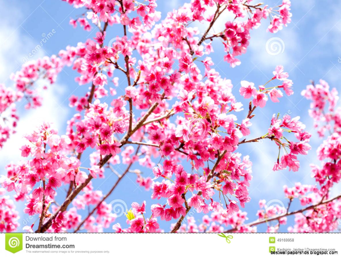 Beautiful Pink Flower Of Sakura With Blue Sky Stock Photo Image Beautiful Pink Flower Of Sakura With Blue Sky Stock Photo Image