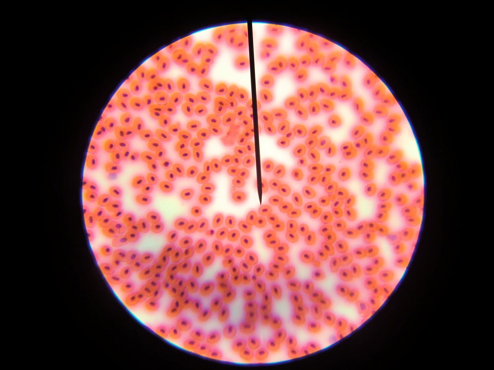 Let's Get Real Microscope Fun