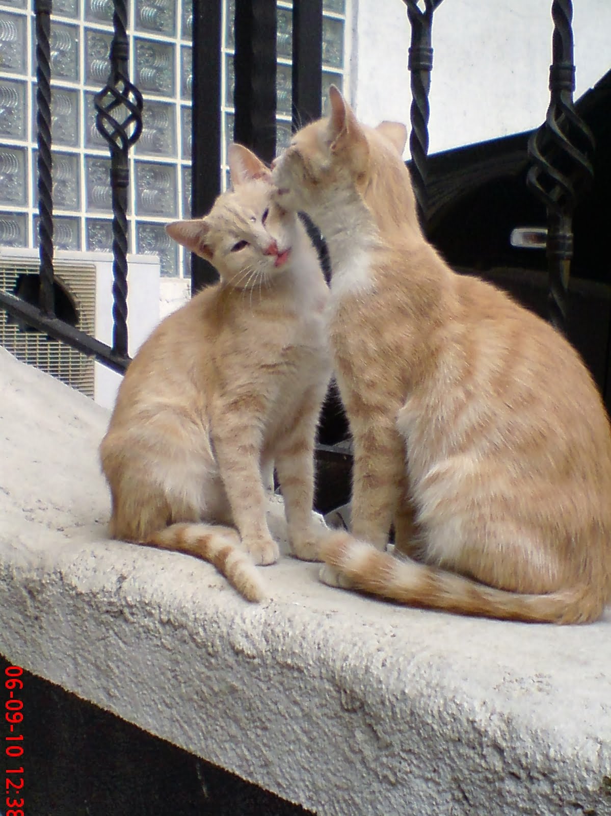 Yaşamın Bereketi SARMAN KEDİLER SOKAKLARIN EFENDİLERİ