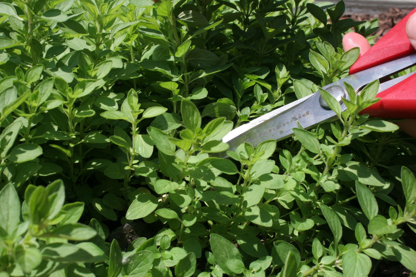 Broccoli Roll...and the most amazing smell!