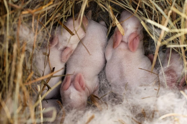 5-day old New Zealand White rabbits