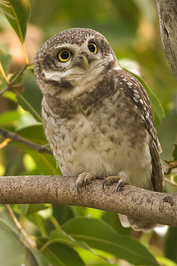 Bird Guide Owls Travelling is a hoot!