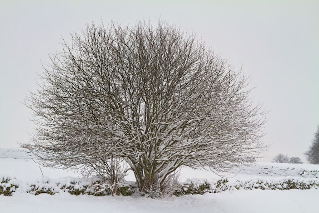 Snowy Tree