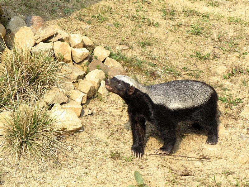 Honey Badger