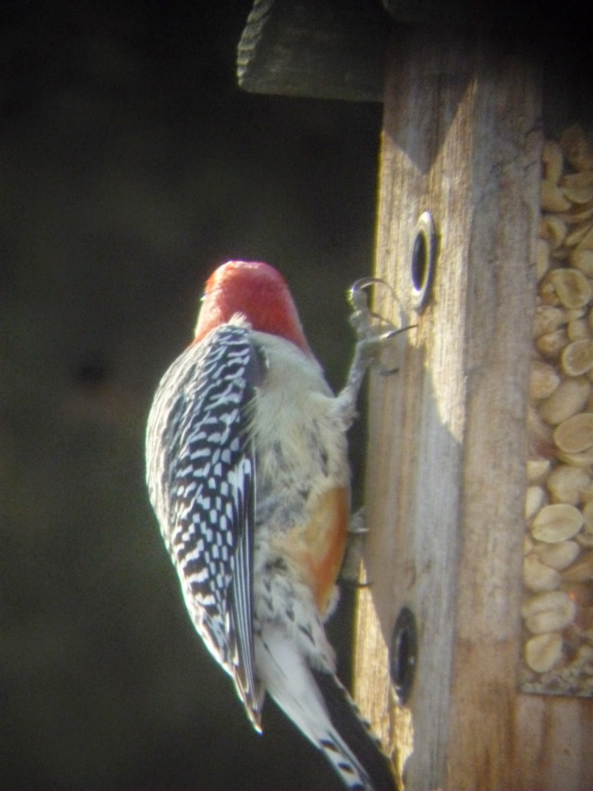 South Burlington birds Birds at peanut feederphotos South