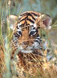 Baby Bengal Tigers