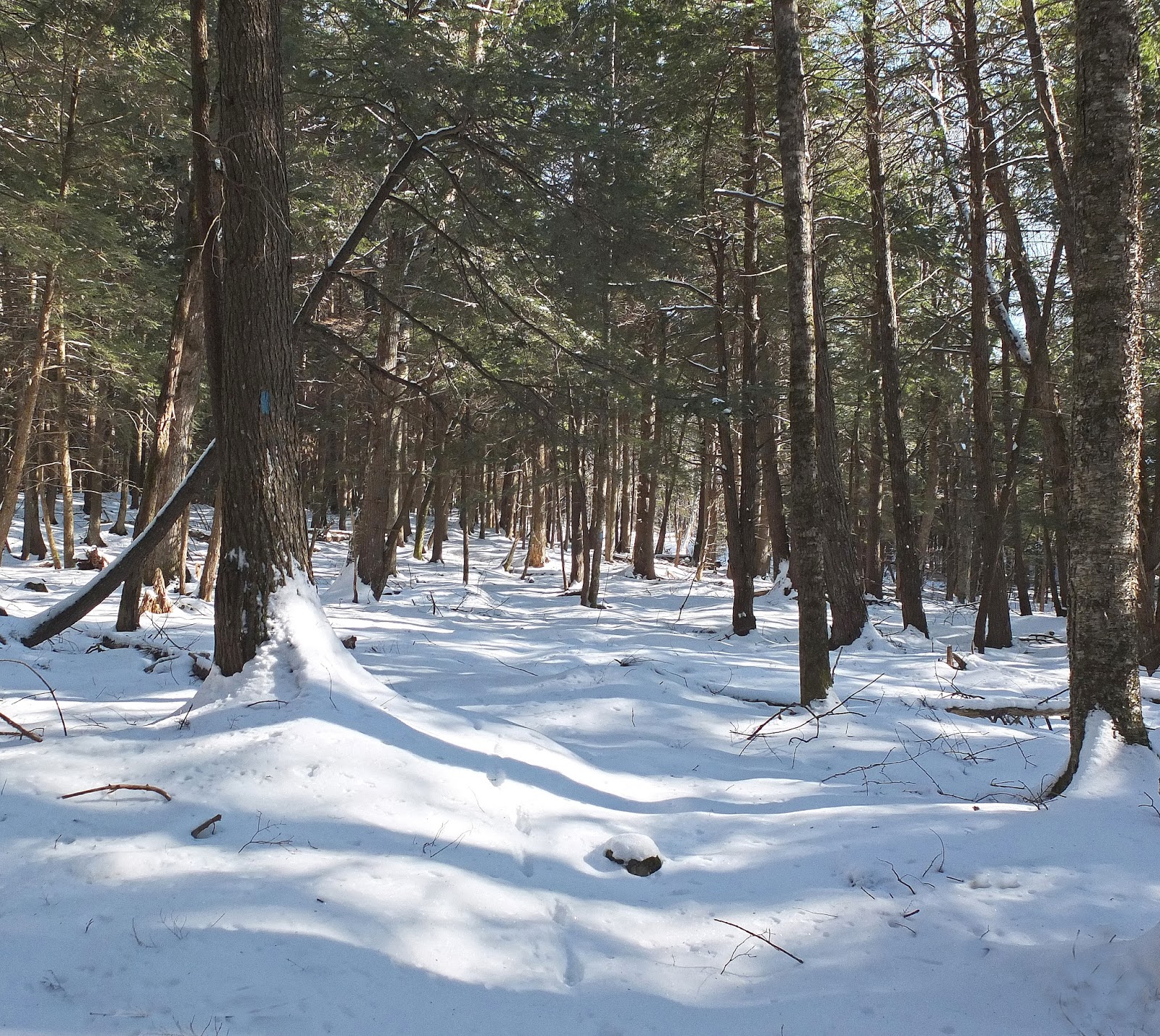 Hiking in Maine with Kelley 2/9/14 Frye Mountain Trail