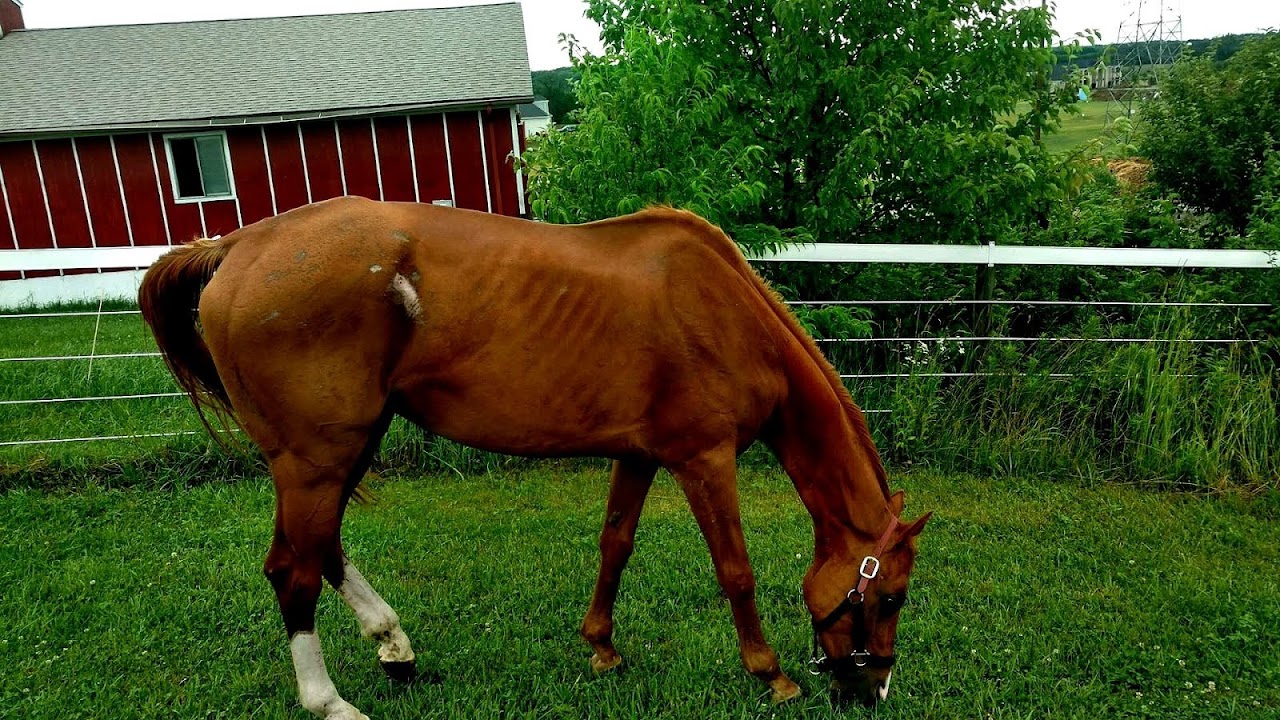 Mouth Ulcers In Horses Ulcer Choices