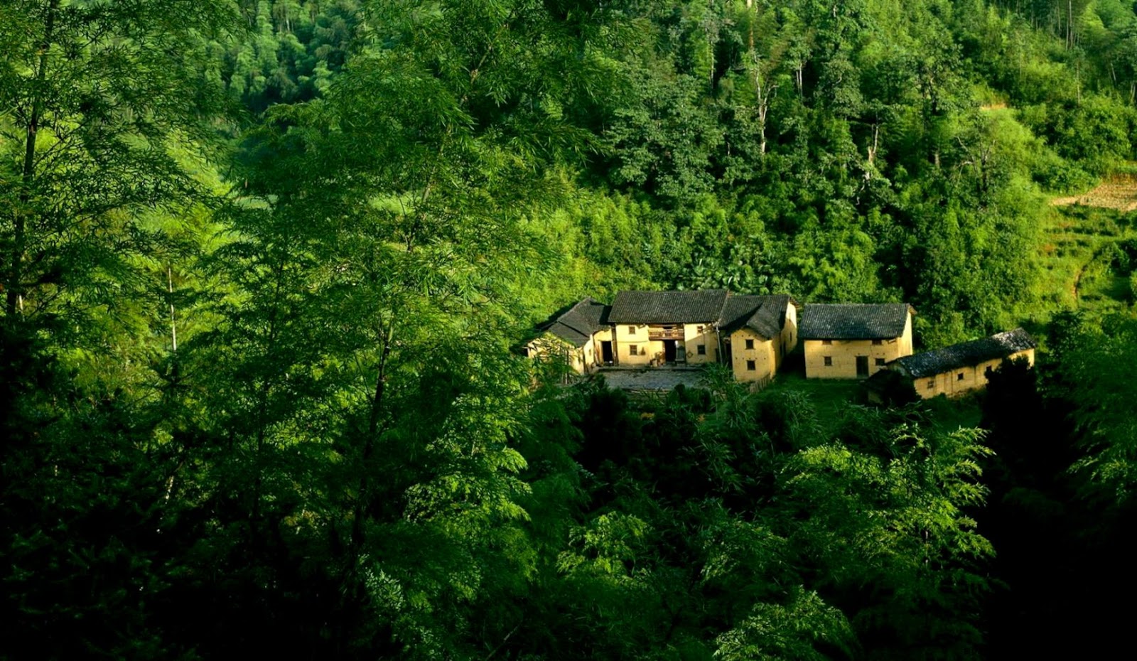 Amazing Nature Wallpapers Forest Amazing Nature Wallpapers Forest