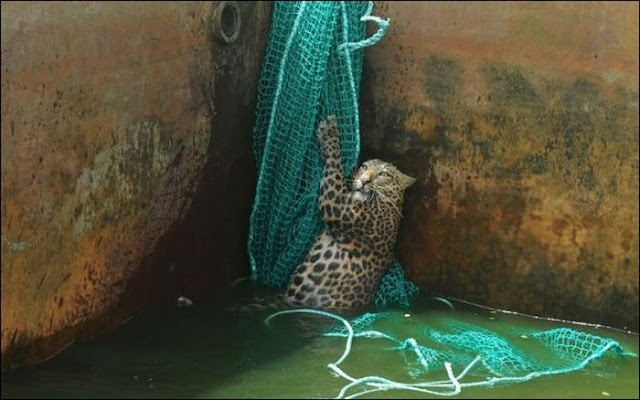 A leopard rescued from water reservoir in India using net, leopard rescued, saving leopard
