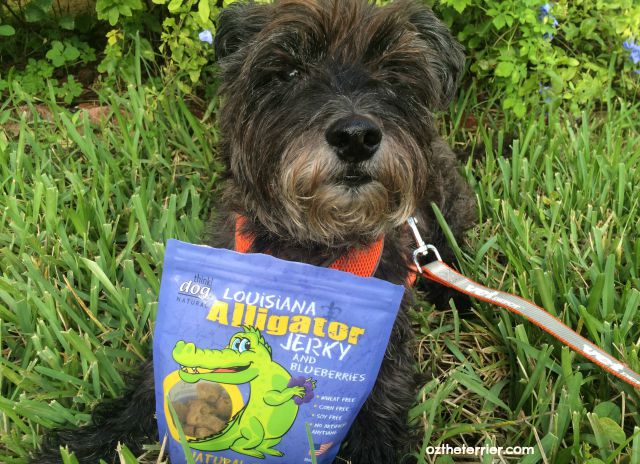 Oz the Terrier loves the barbecue aroma of the think!dog Louisiana Alligator with Blueberries Jerky treats