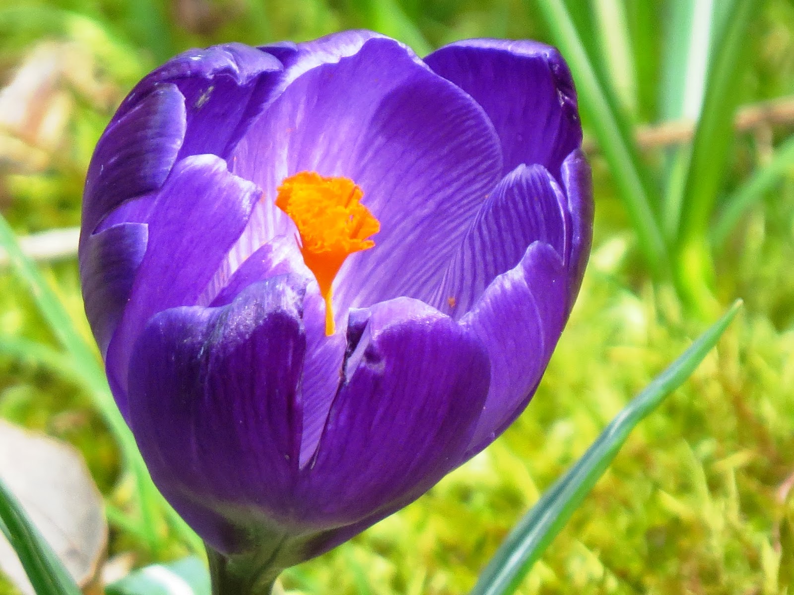 The Best Stamps New beginnings.....flowers