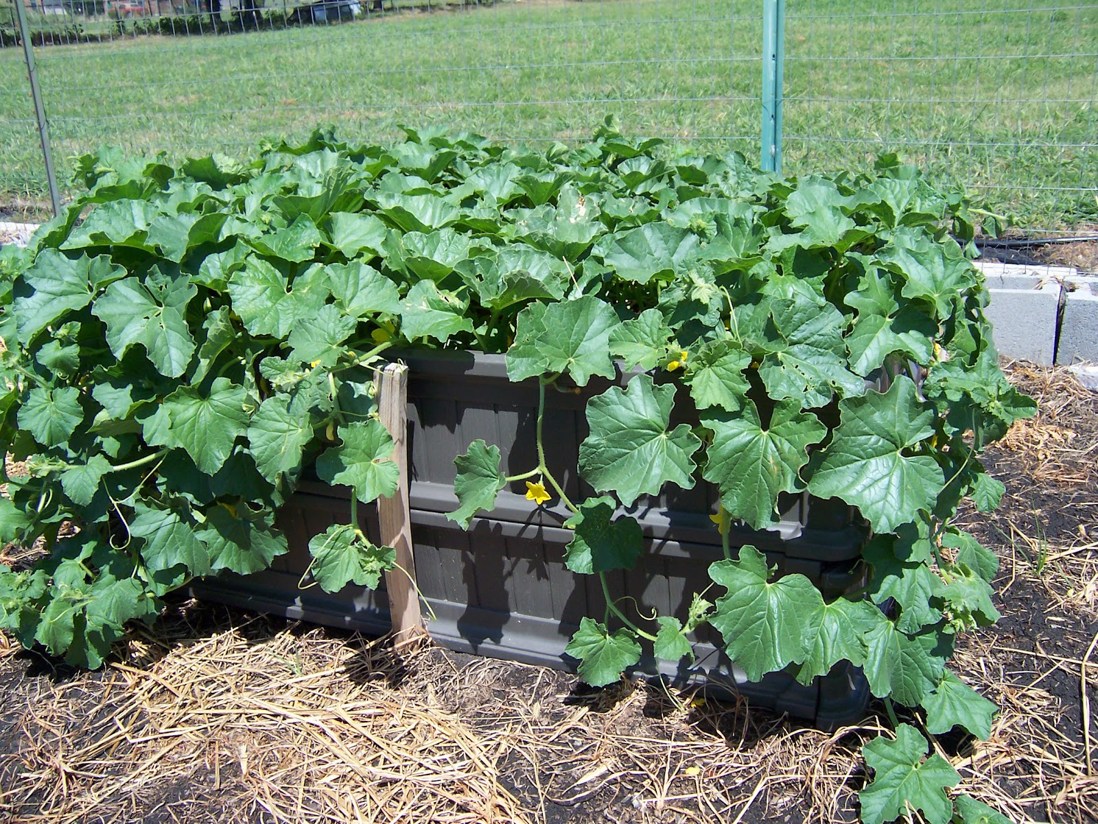 I Grow Vegetables How to Plant and Grow Cantaloupe