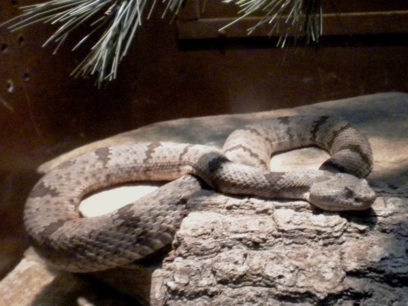 The Zoo Review A Paper Tiger, a Defanged Snake