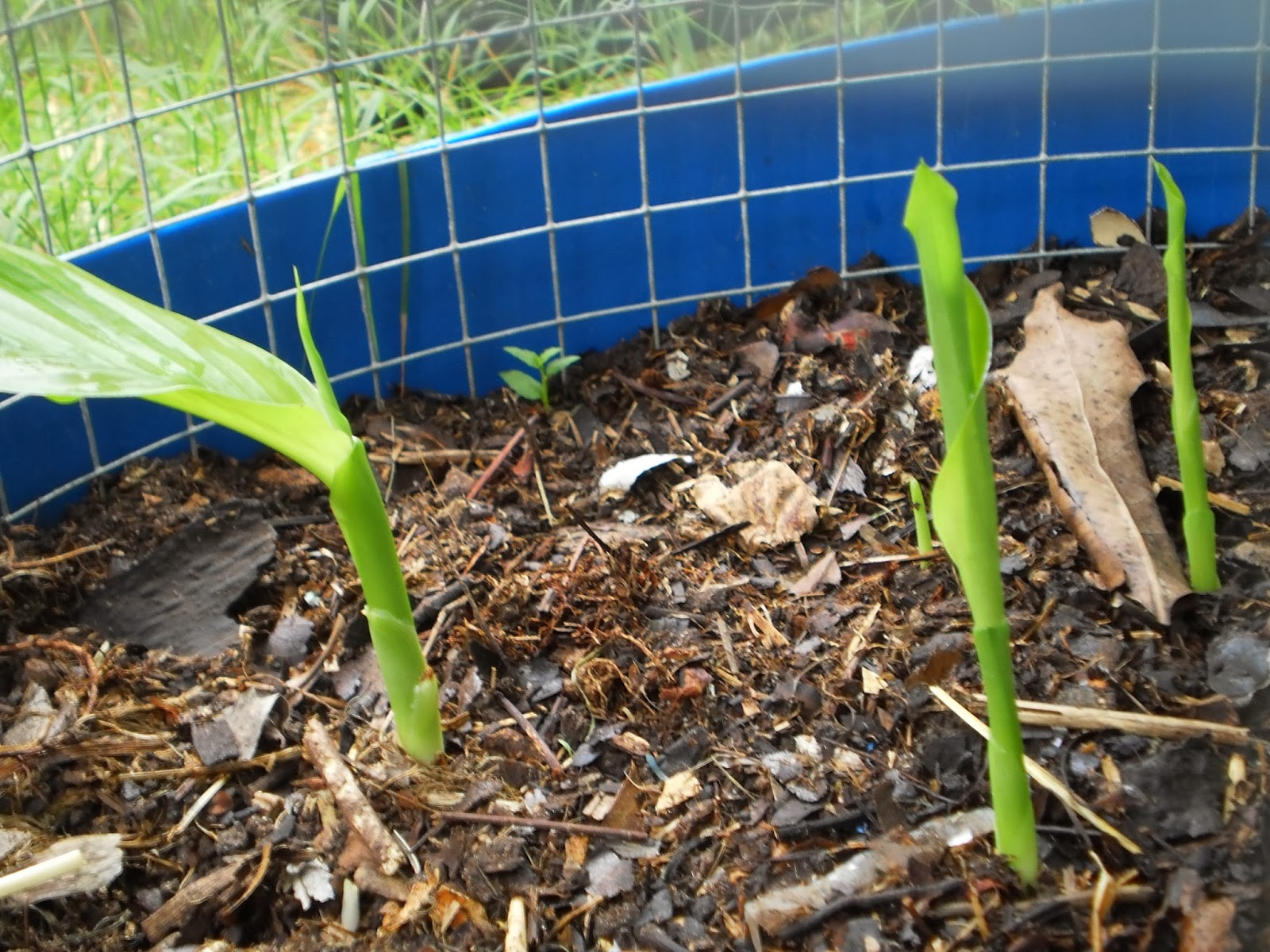 Growing edible ginger plants in Brisbane for beginners!