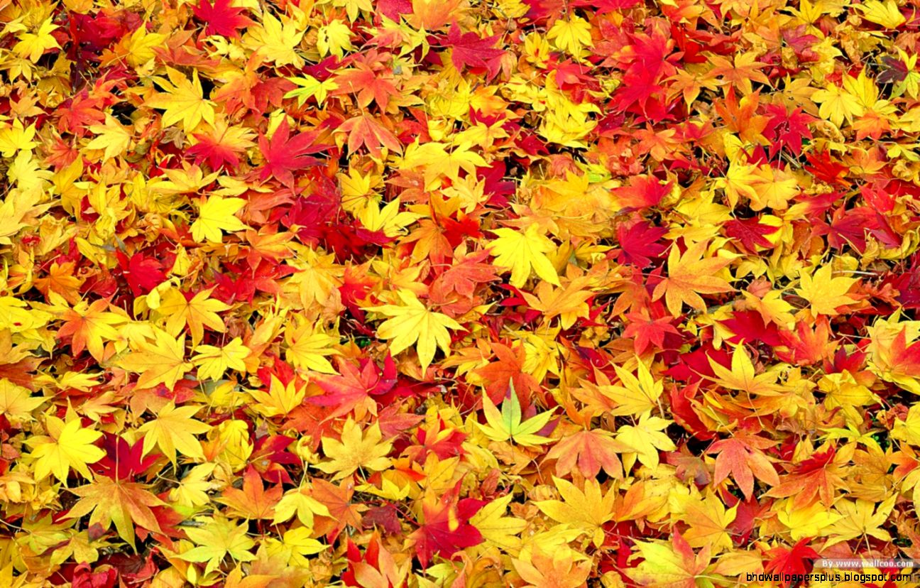 Fall Leaves Wallpapers Wallpaper Cave Fall Leaves Wallpapers Wallpaper Cave