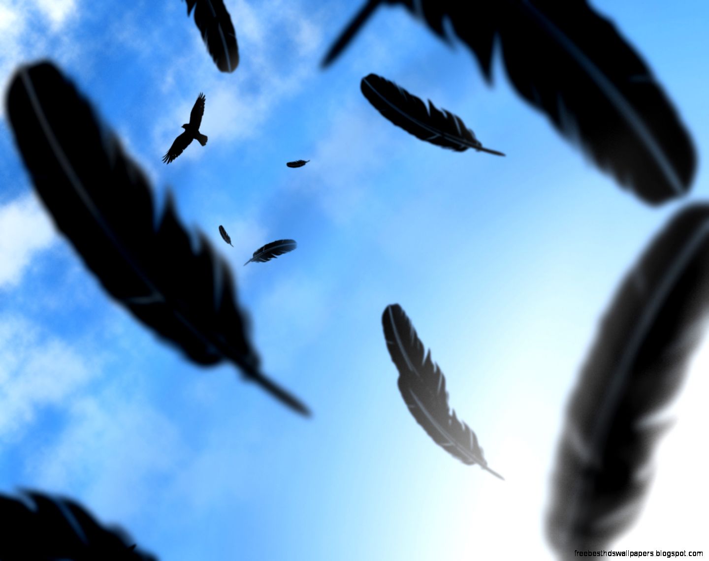 Crow Feathers Background Sky Crow Feathers Background Sky