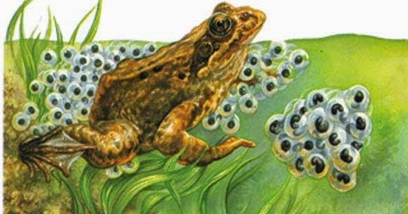 Apakah yang Dimaksud dengan Fertilisasi Eksternal dan Fertilisasi Internal?