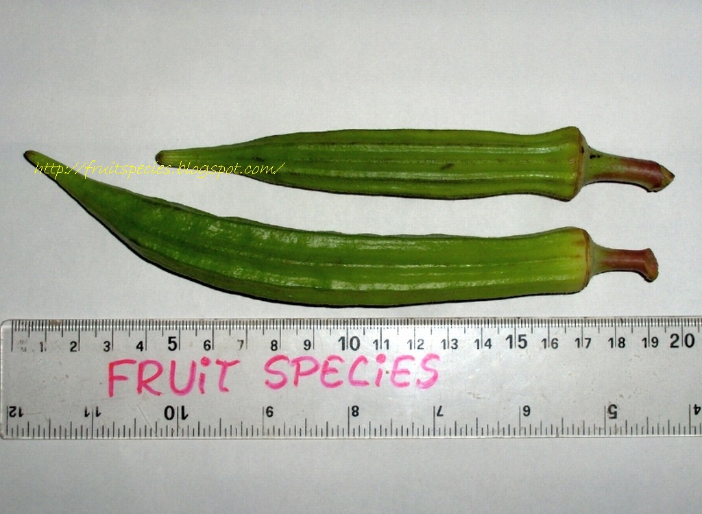 Fruit Species OKRA