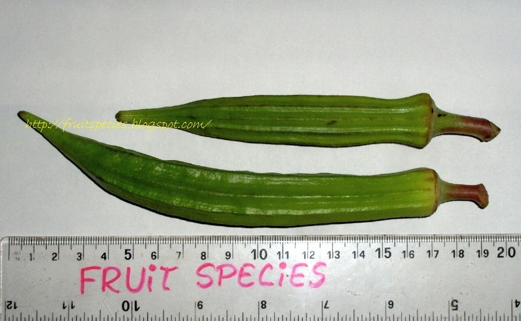 Fruit Species OKRA