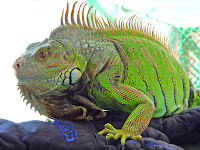 Iguana images