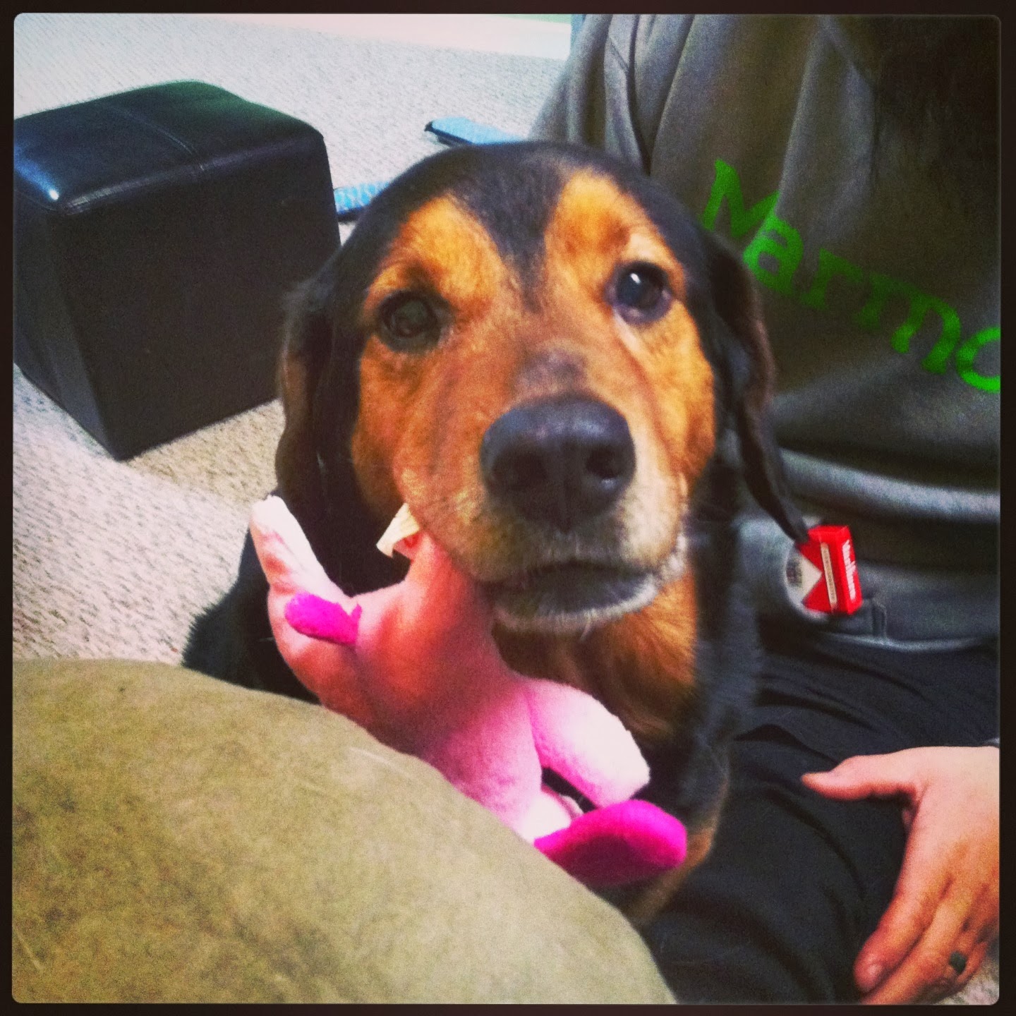 My special dog The shop dog Your Special Dog