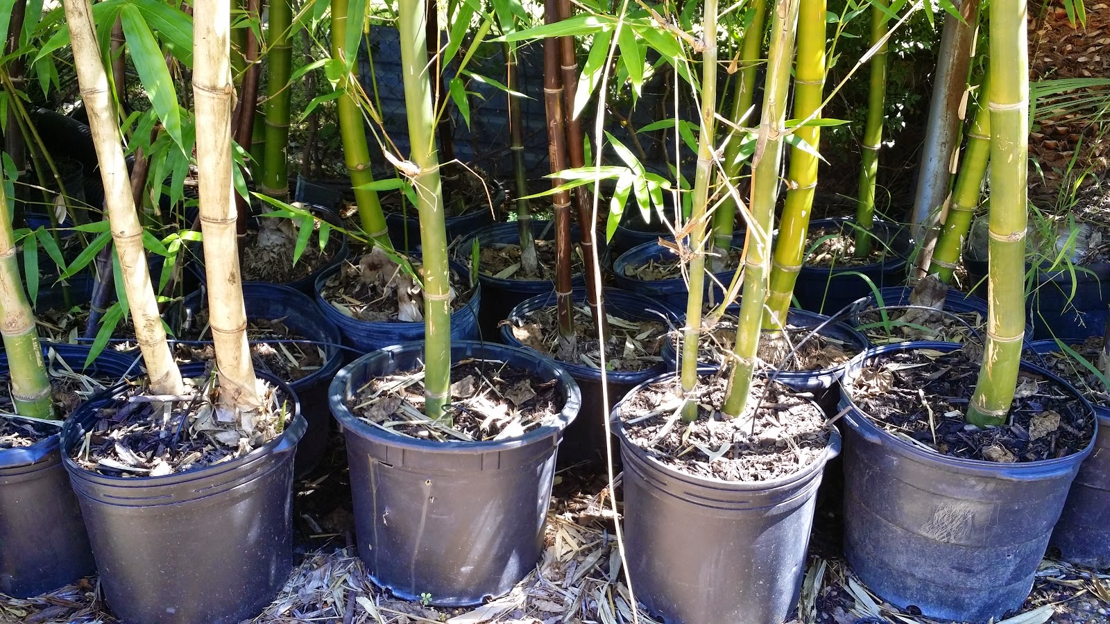 Cold Hardy Palm Trees in Houston cold hardy bamboo in Houston TX