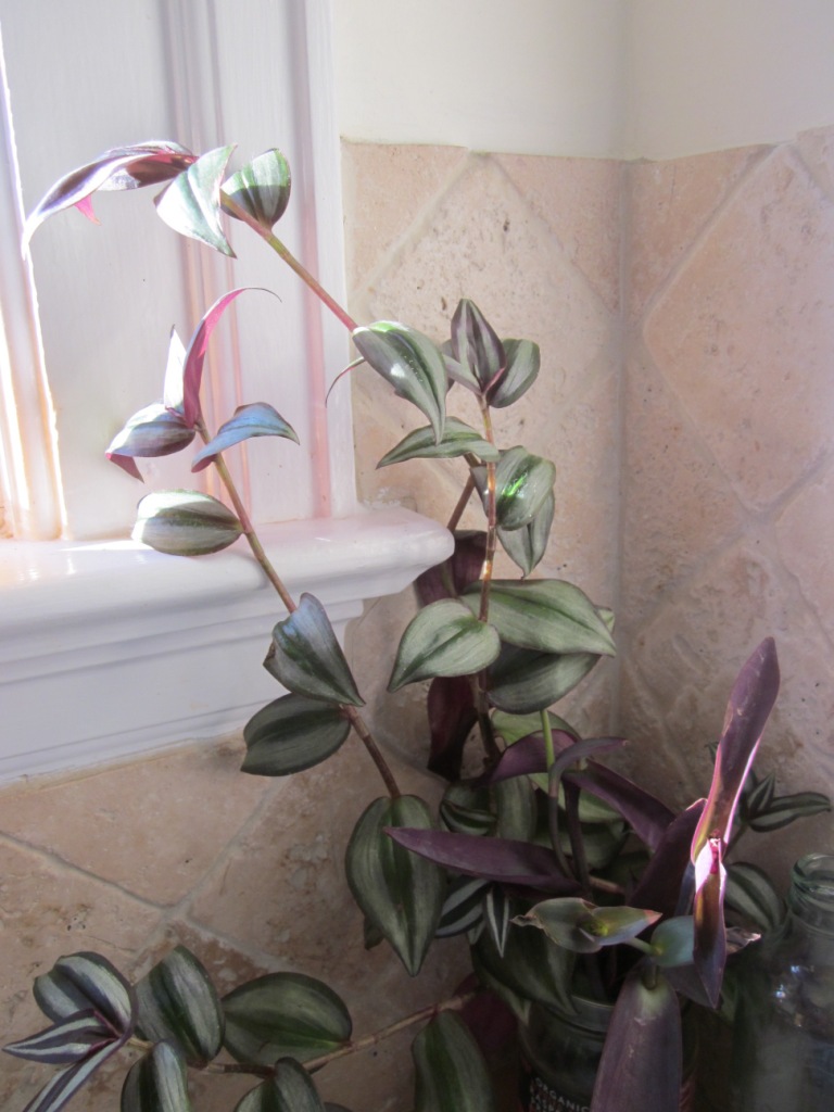 Wandering Jew Plant Blue Flower