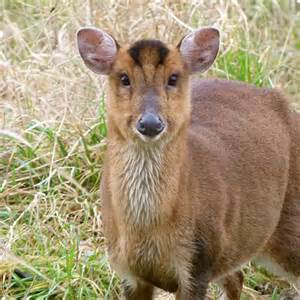 Muntjac deer