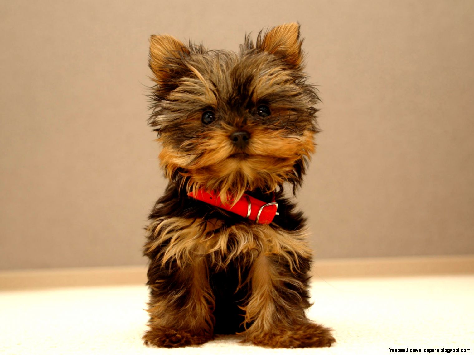 Yorkie Puppies Yorkshire Terrier Yorkie Puppies Yorkshire Terrier