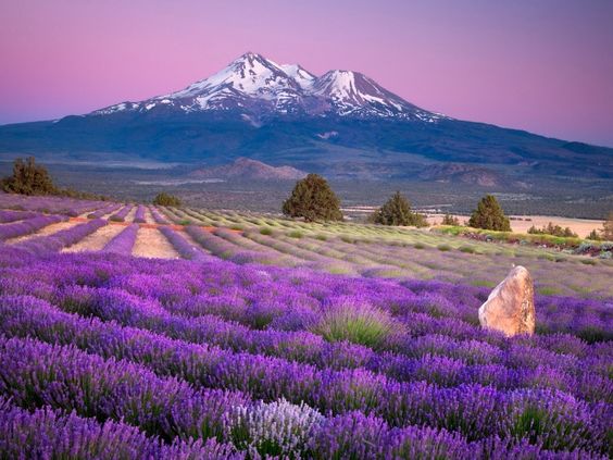 Mt. Shasta