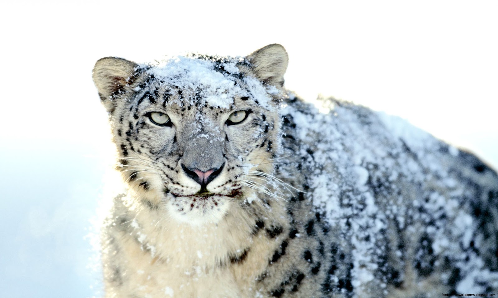 Beautiful Snow Leopards Beautiful Snow Leopards