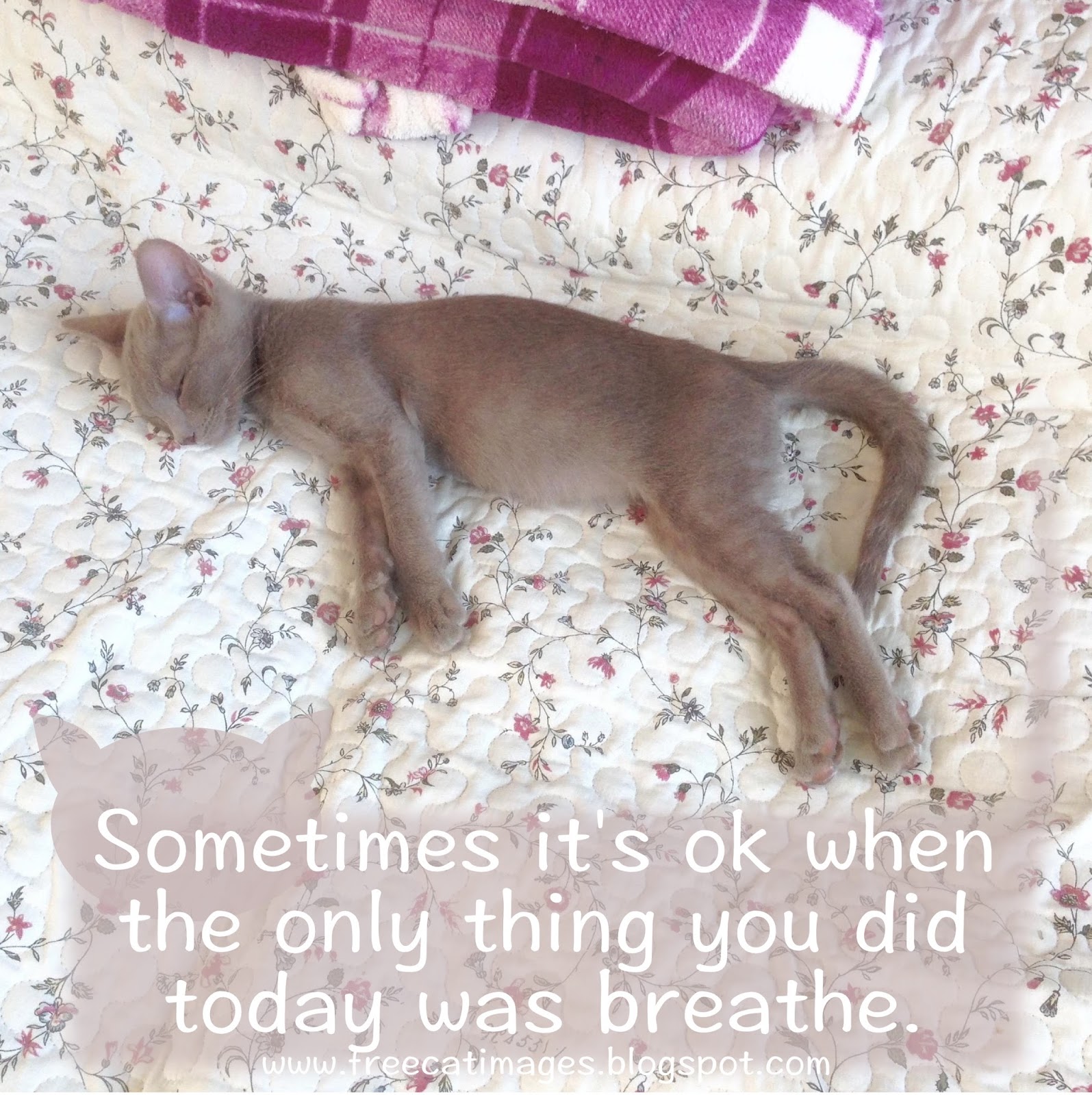 Free Cat Images Sleeping kitten and free printable inspirational quote