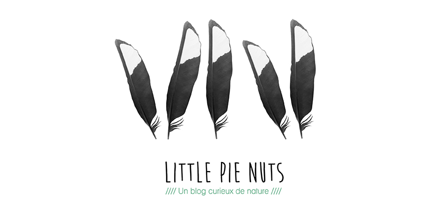 little pie nuts