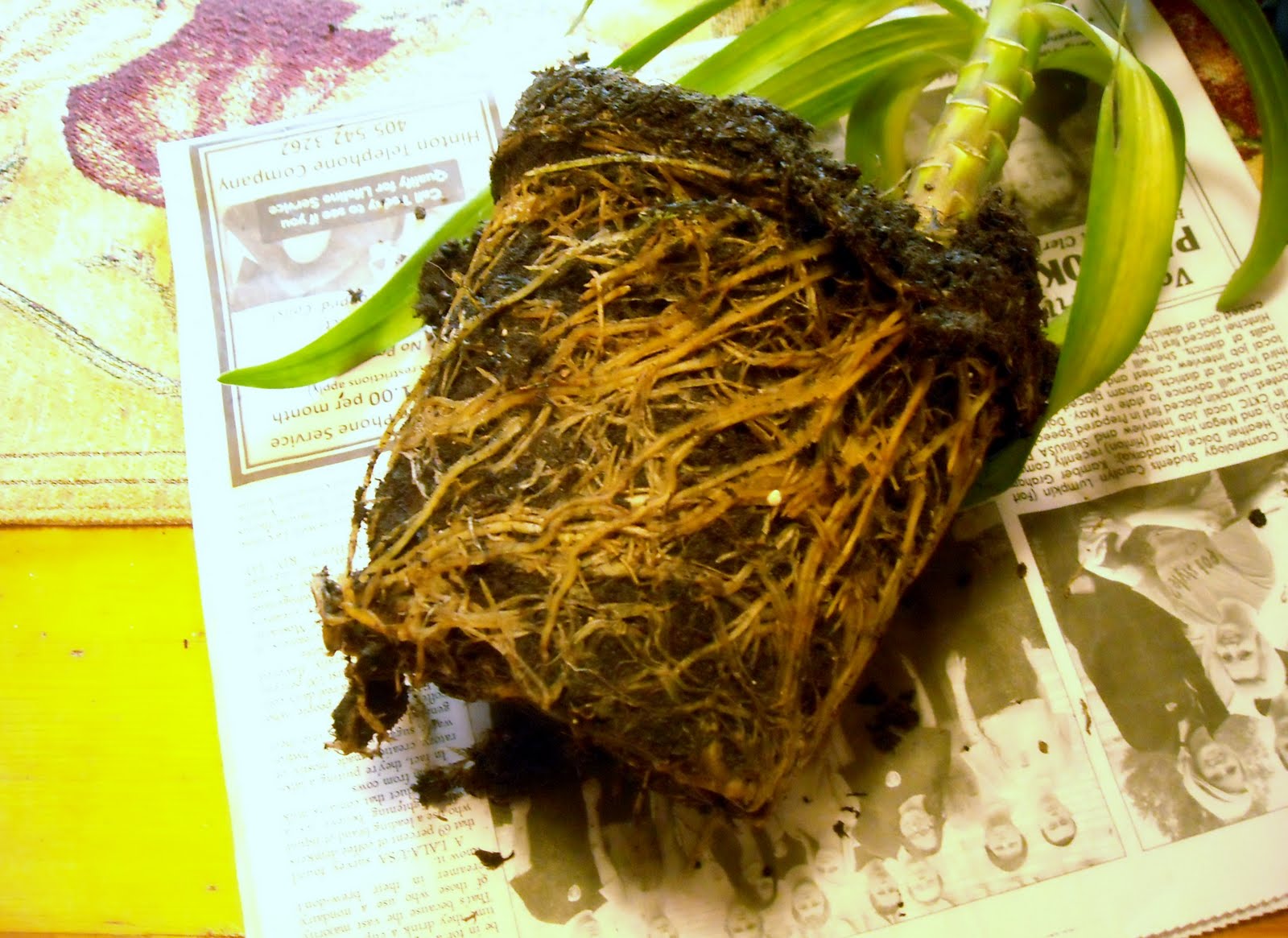 In the Garden and More Plant Your Easter Lily in the Garden