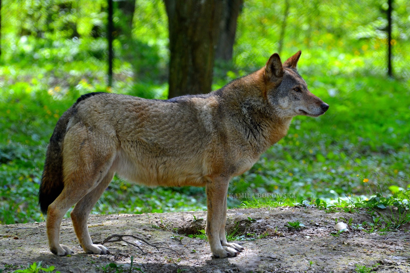 DSC_0468.JPG