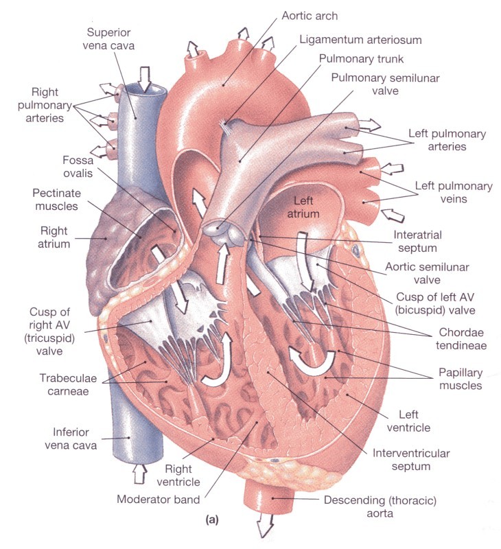 Organ Jantung